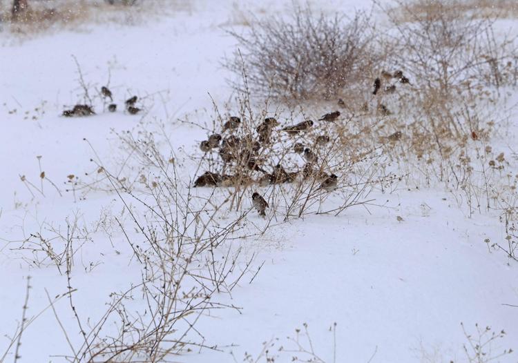 YAĞIŞ, KUŞLARI DA ETKİLEDİ