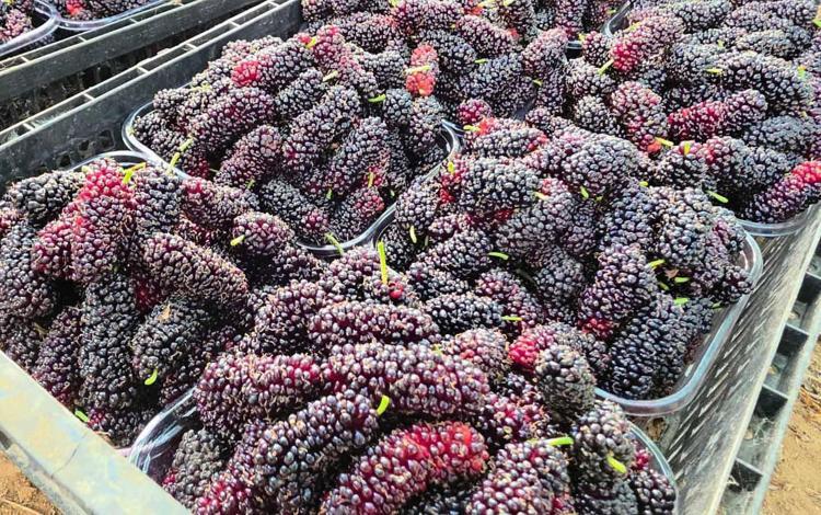 YIKAMADAN RAHATLIKLA TÜKETİLEBİLİR