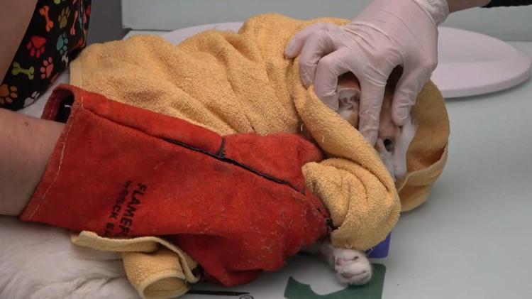 SOKAK HAYVANLARININ DA TEDAVİYE İHTİYACI VARDIR