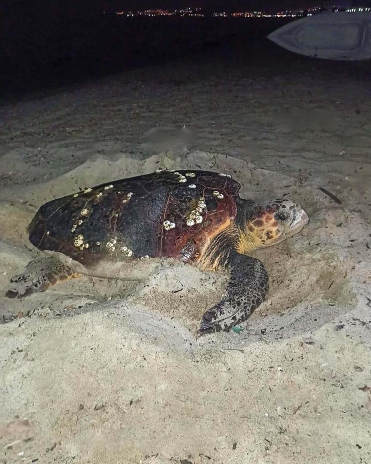 BU YIL TOPLAM 13 YUVADA 878 YUMURTA TESPİT EDİLDİ