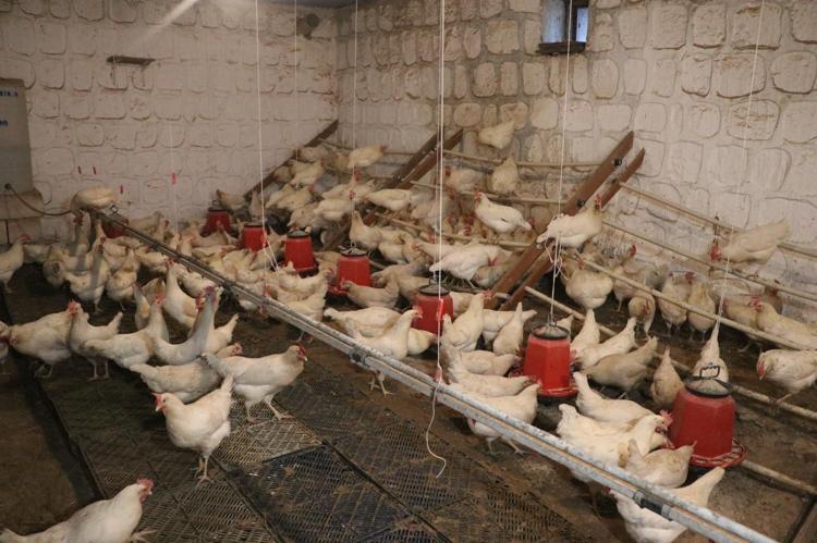 ‘BURASI HAYVAN KORKUMU YENMEMİ SAĞLADI