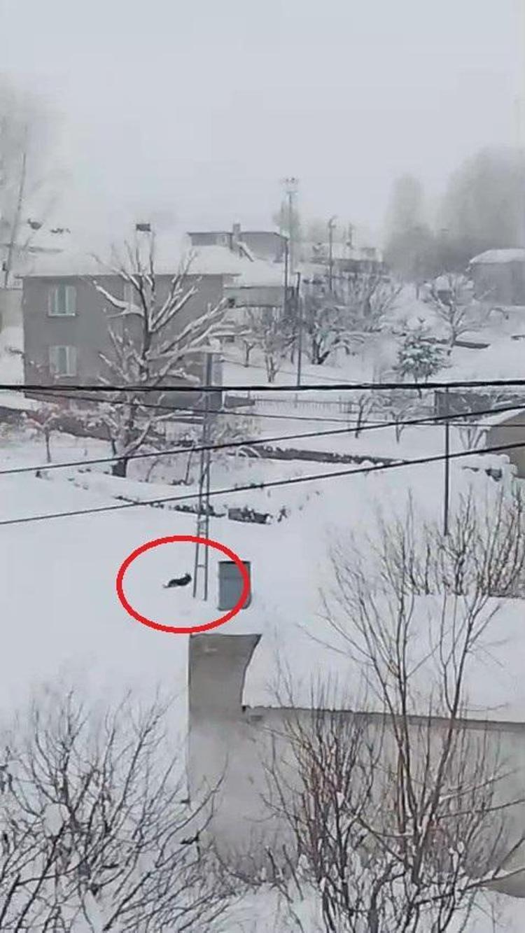 YERLEŞİM YERİNE İNEN KURT KAMERADA