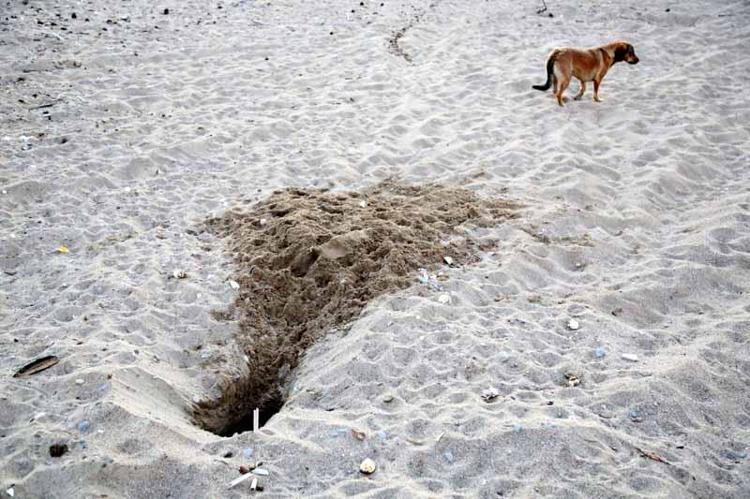 EN ÖNEMLİ SEBEP, BAŞIBOŞ KÖPEKLER