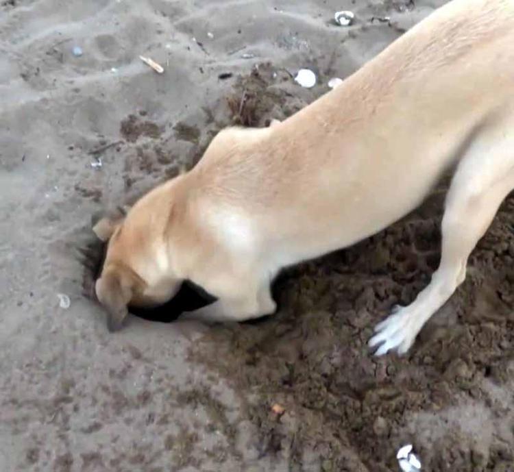 BİRÇOĞU İNSANA ALIŞMIŞ IRK KÖPEKLER