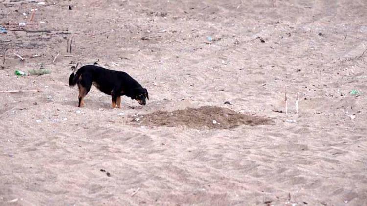 SAHİLLERDE BİRÇOK ÖNLEM ALINIYOR