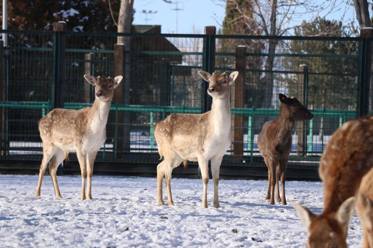 ‘KIŞ, ÇOK YOĞUN VE SERT GEÇİYOR’