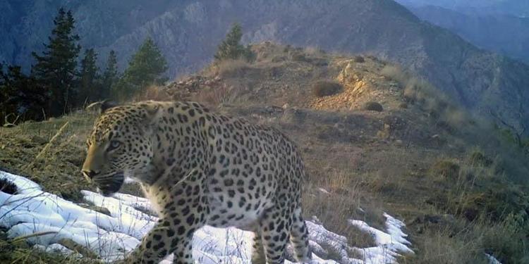 KORUMA ALTINDAKİ MEMELİ TÜRLER