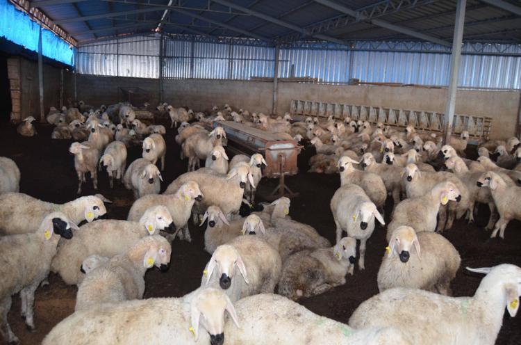 30 YIL DAĞLARDA KOYUN OTLATTIM