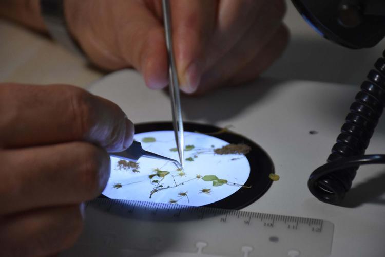 HASSAS BİR POPÜLASYON DÜZEYİNE SAHİP