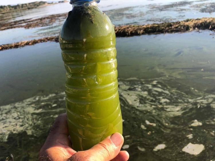 SİYANOBAKTERİ GELİŞİMİ İNCELENİYOR