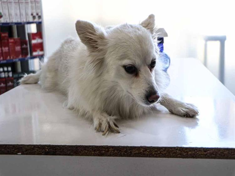 ‘ZOONOZ HASTALIKLARLA MÜCADELE EDİYORUZ’