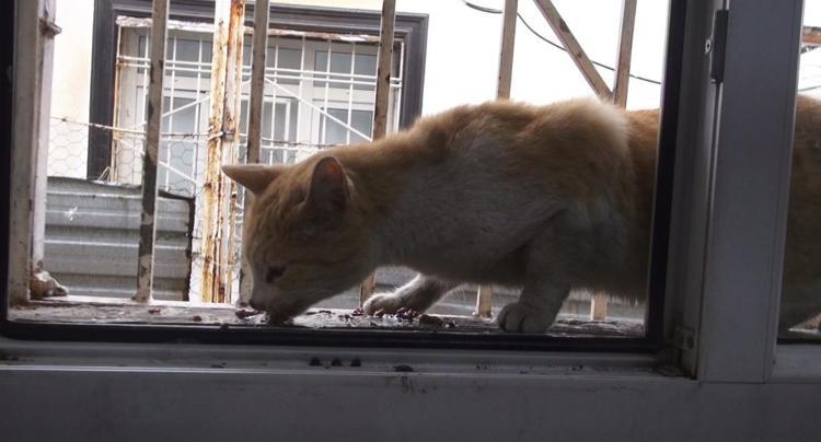 KAPININ ÖNÜNE BİR KAP SU, BİR KAP MAMA