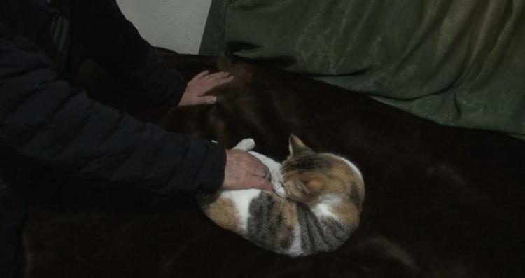 ‘MAHALLEMİZDE BULUNAN 17 KEDİ BURAYA GELİYOR’