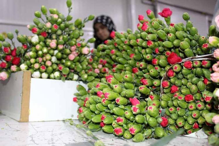 850 MİLYON ADET ÇİÇEK ÜRETTİK VE İHRAÇ ETTİK