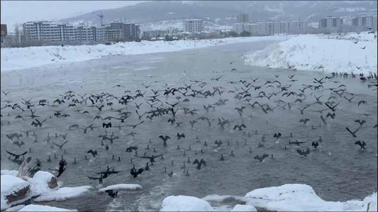 EN İYİ BALIK AVCISI TÜR