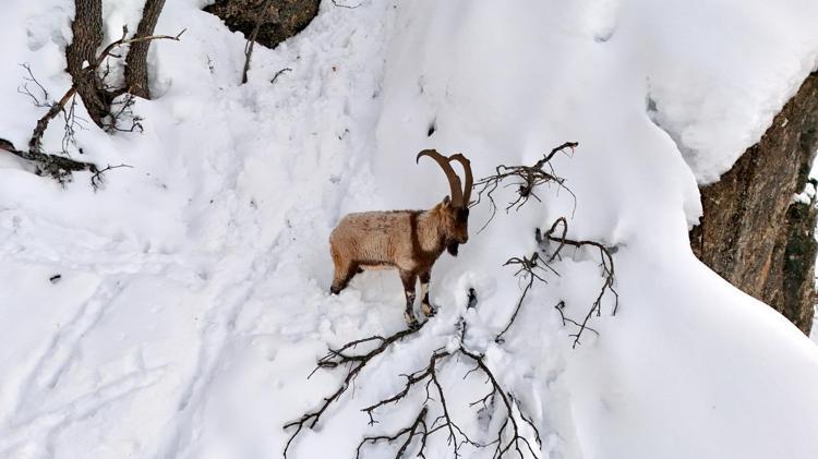 YOĞUN BÖLGELERE YEM BIRAKILIYOR