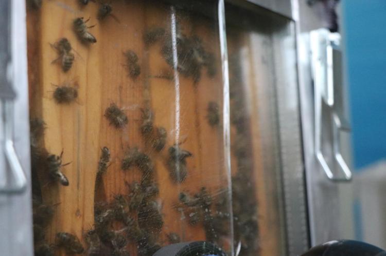 ‘ELİNİZE ALIN SEVİN ASLA SOKMAZ VE SALDIRMAZ’