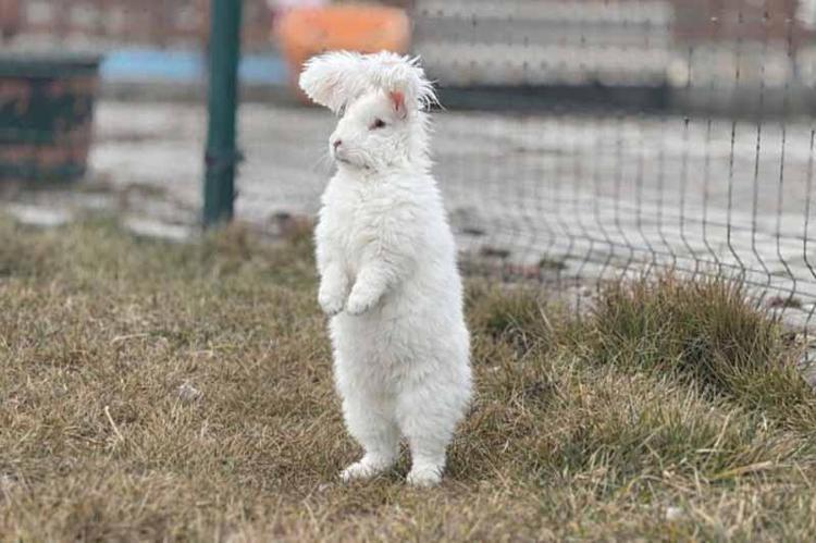‘TÜYÜ, KOYUN VE KEÇİ YÜNÜNE GÖRE YAKLAŞIK 7 KAT DAHA ÜSTÜN’