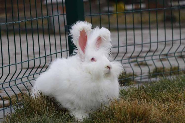 ANGORA TAVŞANI