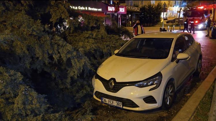 ATAŞEHİRDE AĞAÇ DEVRİLDİ