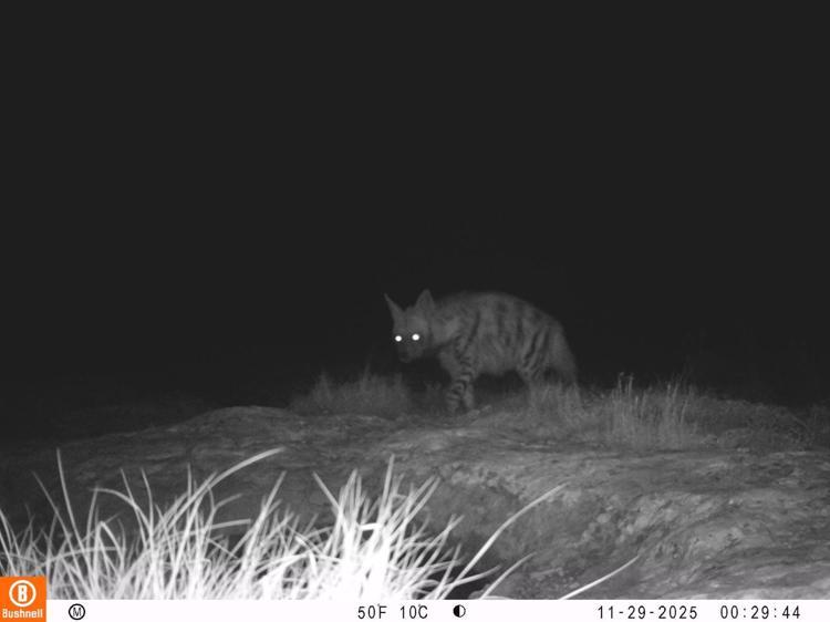 YALNIZCA HATAYDA BİRLİKTE YAŞIYORLAR