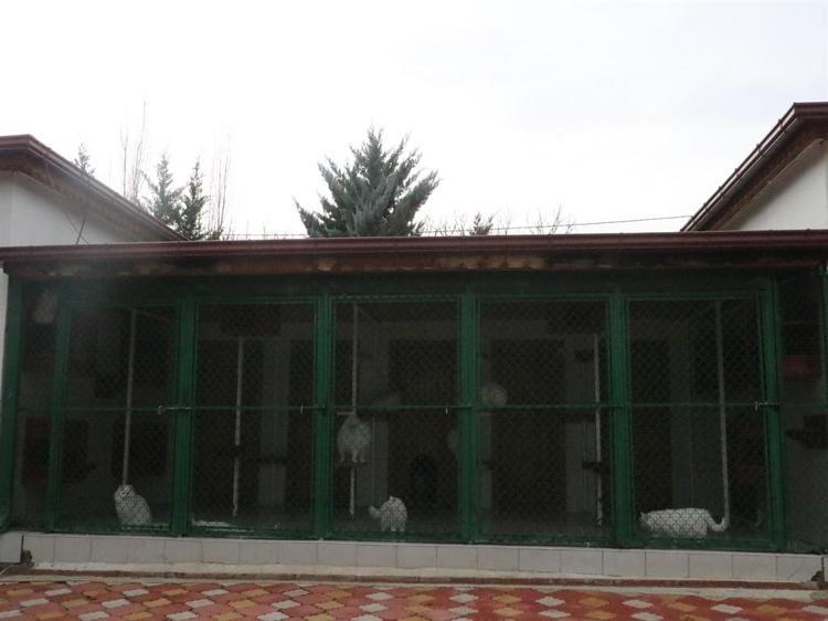 KEDİLERİN SOY KÜTÜKLERİ VAR