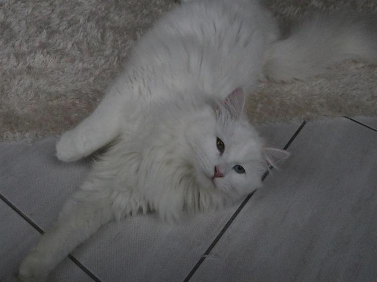 KEDİLER KUCAKTA SEVİLMELİ