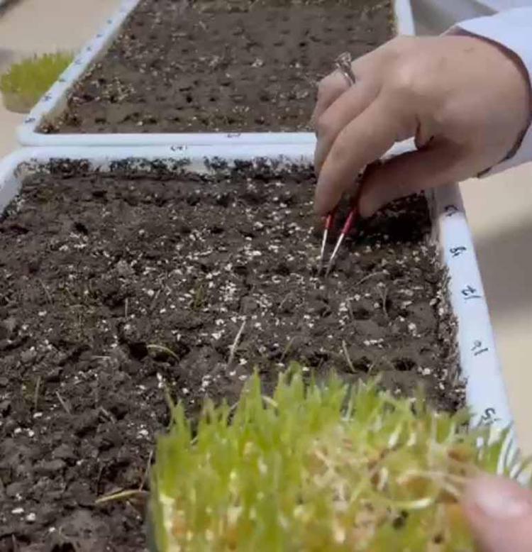 200 GENOTİP TEST EDİLİYOR