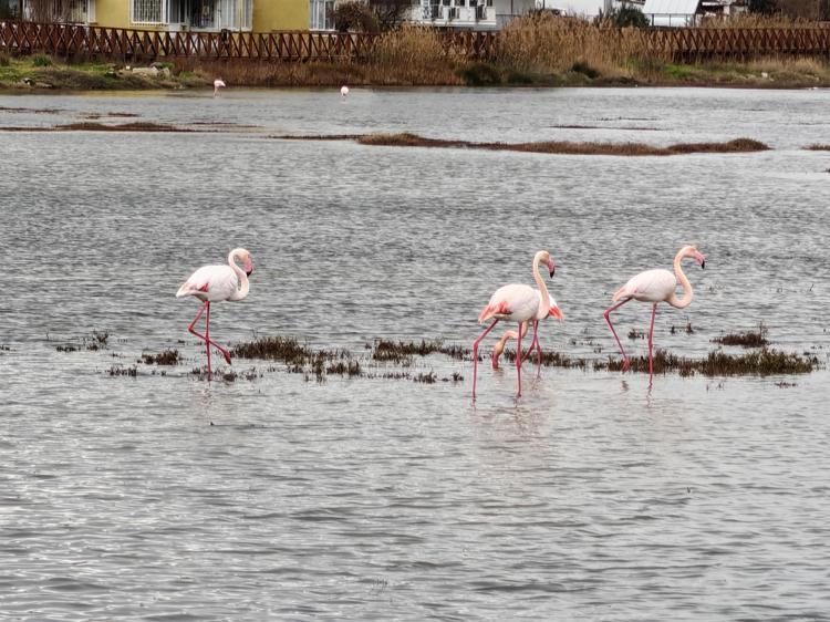 AYVALIKTA 14 BİN 842 SU KUŞU SAYILDI