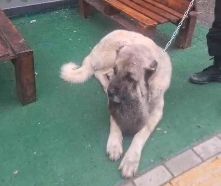 OPERASYON BAYAĞI ZORLU GEÇTİ