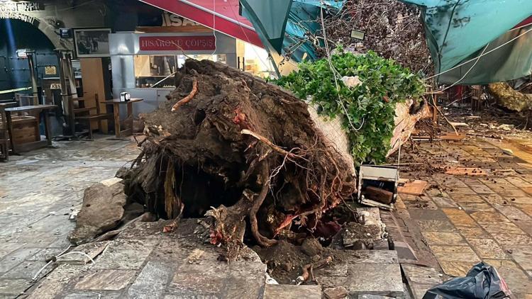 ASIRLIK AĞAÇ DEVRİLDİ