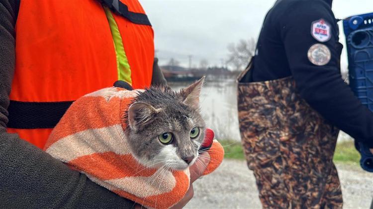 3 KEDİ AFAD TARAFINDAN KURTARILDI