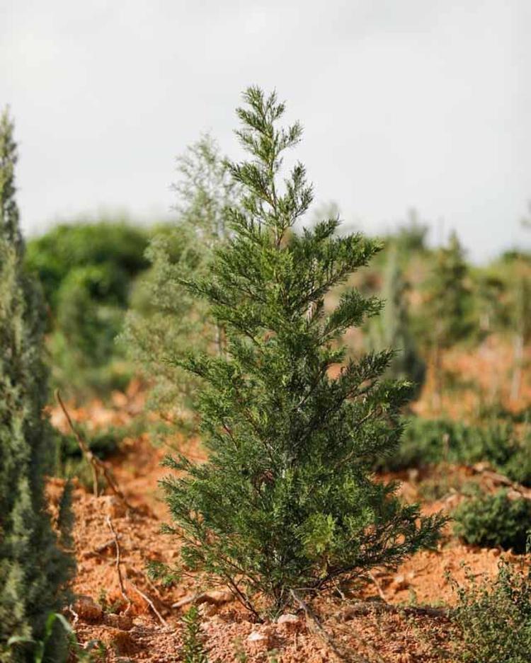 YANAN AĞAÇLAR TEMİZLENDİ