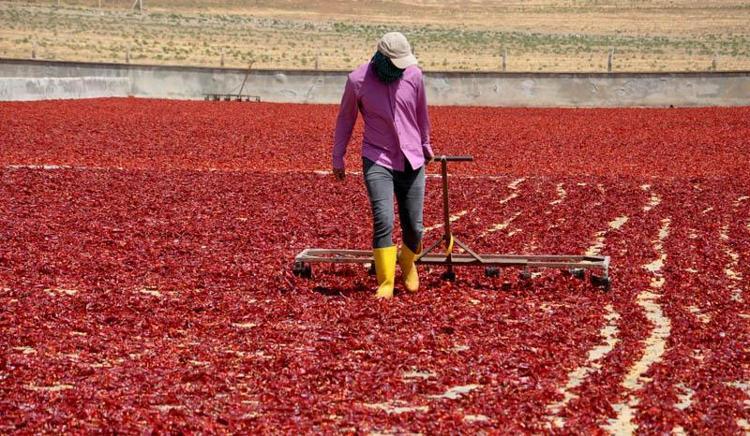 5 MİLYON DOLARLIK İHRACAT