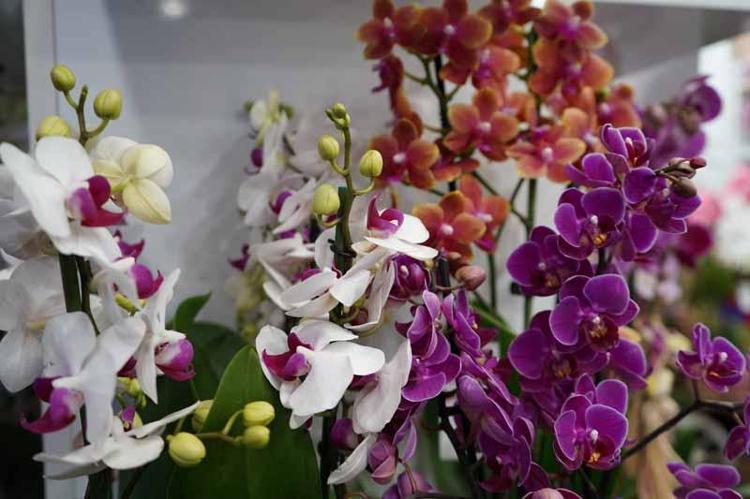 SİPARİŞLER BAŞLADI