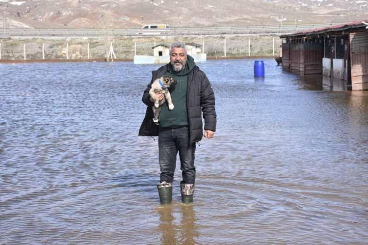 KÖPEKLER ZARAR GÖRMEDİ