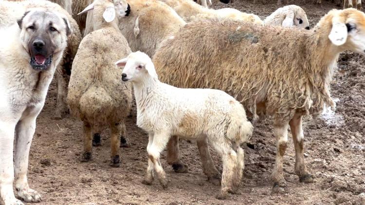 NİSANA KADAR DOĞUMLAR DEVAM EDECEK