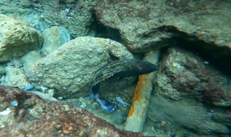 DENİZ DİBİNDE ÇÖP VE CAN ÇEKİŞEN BALIKLAR