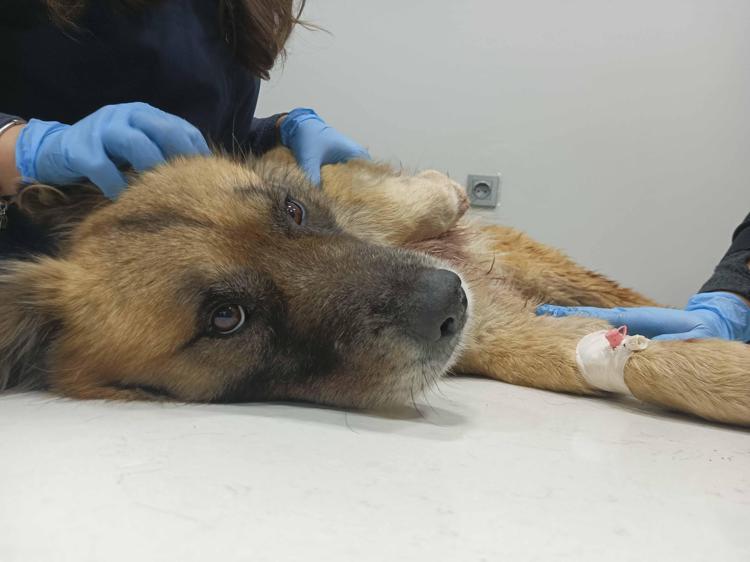 SIRTLARINDA TAŞIYARAK KURTARDILAR