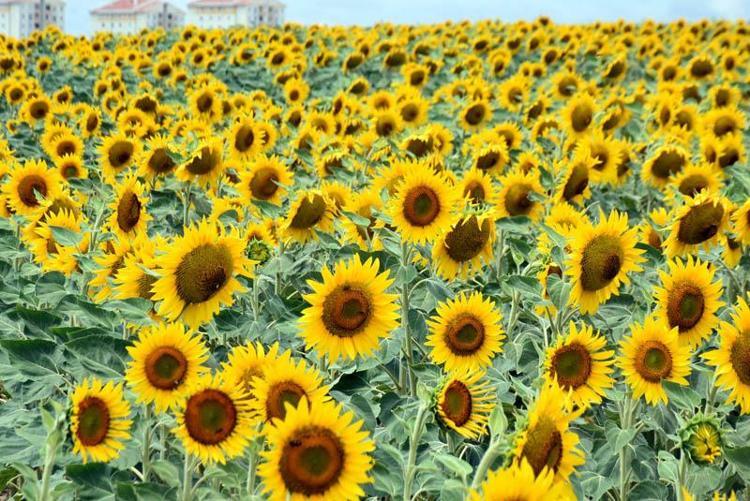 GENEL ANLAMDA VERİM ARTAR