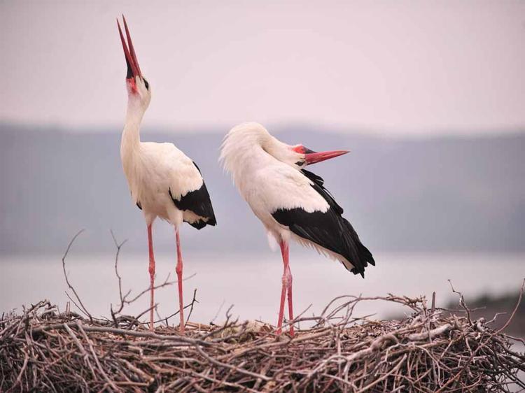 ESKİKARAAĞAÇ, LEYLEKLERİN GÖÇ ROTASINDA