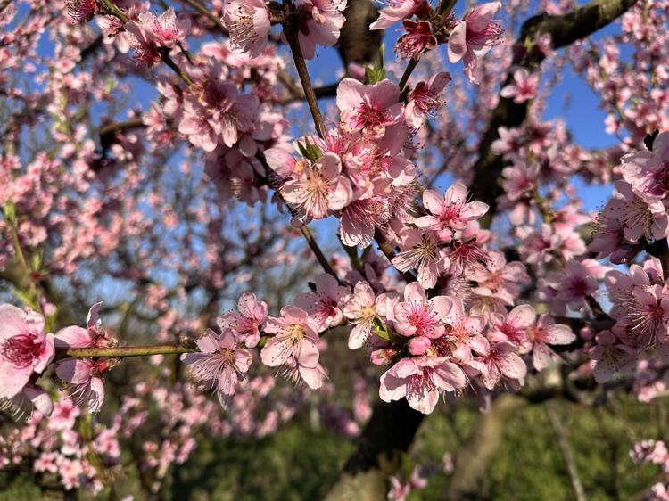 KAYIP YÜZDE 100LERİ BULABİLİR