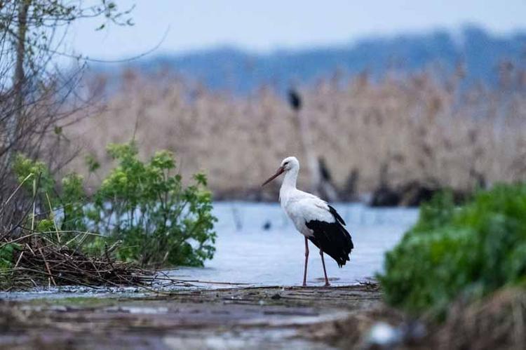 YUVASI İZLENEBİLİYOR
