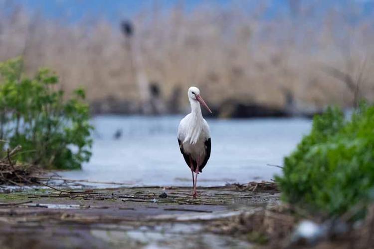 ESKİKARAĞAÇ, LEYLEKLERİN GÖÇ ROTASINDA