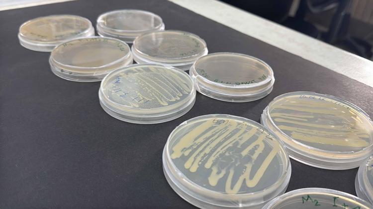 ‘BİYOKONTROL AJANI OLARAK KULLANILIP KULLANILAMAYACAĞI DEĞERLENDİRİLECEK’