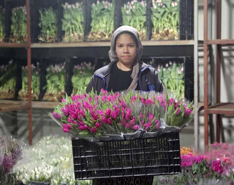 SARI LALELER ŞARKISI