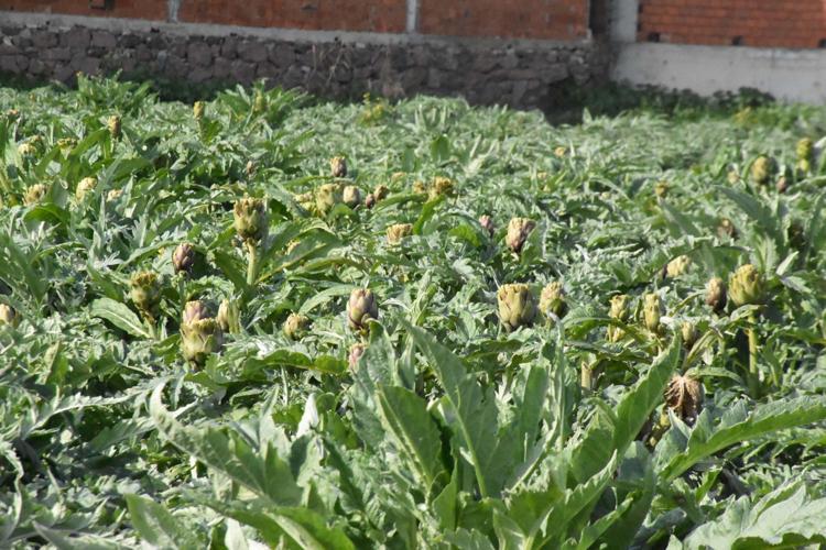 HASADI NİSAN ORTASINA KADAR DEVAM EDER