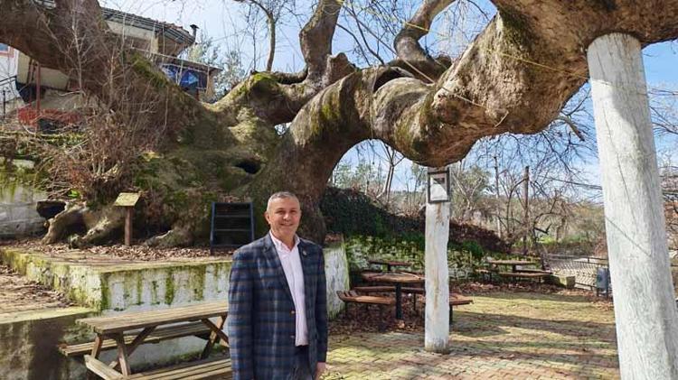 GÖVDESİ 21 METRE, YÜKSEKLİĞİ İSE 33 METRE