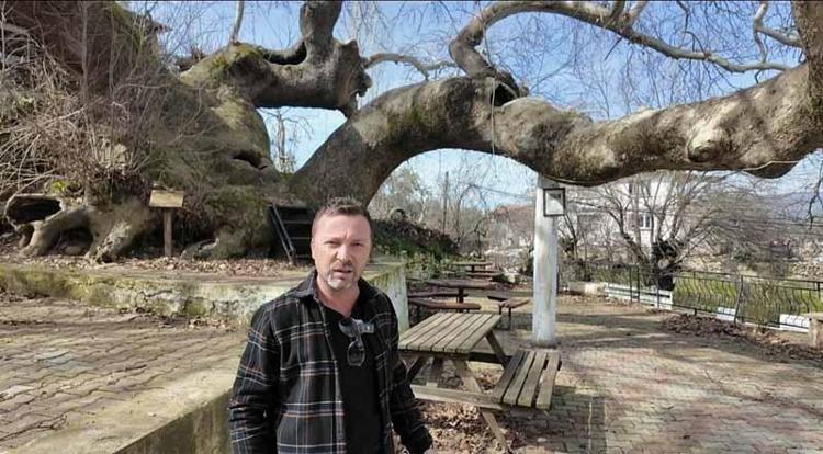 HEYBETLİ BİR ÇINAR