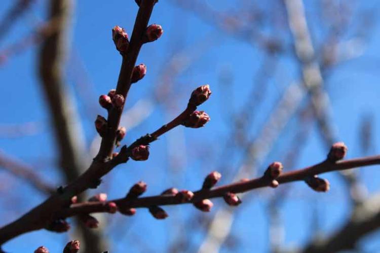 ÇİFTÇİYE 4,6 MİLYAR DESTEK ÖDEMESİ